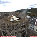 11_05-nest.jpg