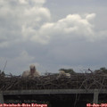 11_10-mast.jpg