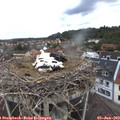 11_10-nest.jpg