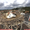 11_15-nest.jpg