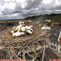 11_20-nest.jpg