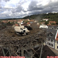 11_25-nest.jpg