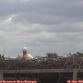 11_30-mast.jpg