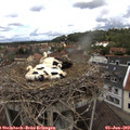 11_30-nest.jpg