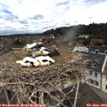 11_35-nest.jpg