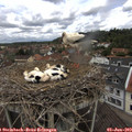 11_40-nest.jpg