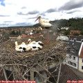 11_45-nest.jpg