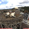 11_50-nest.jpg