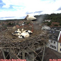 11_55-nest.jpg