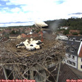 12_00-nest.jpg