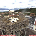 12_10-nest.jpg
