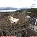 12_15-nest.jpg