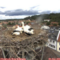 12_20-nest.jpg
