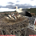 12_25-nest.jpg