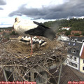 12_30-nest.jpg