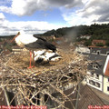 12_40-nest.jpg