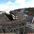 12_45-nest.jpg