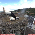 12_50-nest.jpg