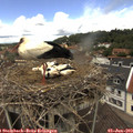 12_55-nest.jpg