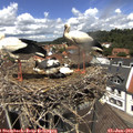 13_00-nest.jpg