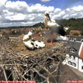 13_05-nest.jpg