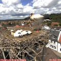 13_10-nest.jpg