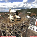 13_15-nest.jpg