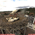 13_20-nest.jpg