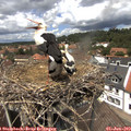 13_25-nest.jpg