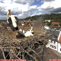13_30-nest.jpg