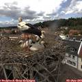 13_35-nest.jpg