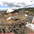 13_40-nest.jpg