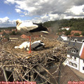 13_45-nest.jpg