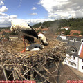 13_50-nest.jpg