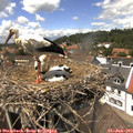 13_55-nest.jpg