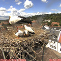 14_00-nest.jpg