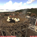 14_05-nest.jpg