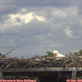 14_10-mast.jpg