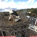 14_15-nest.jpg
