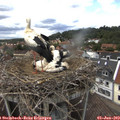 14_20-nest.jpg