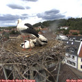 14_25-nest.jpg