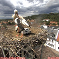 14_30-nest.jpg