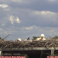 14_35-mast.jpg
