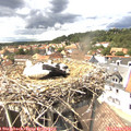 14_35-nest.jpg