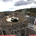 14_40-nest.jpg