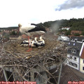 14_45-nest.jpg