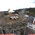 14_50-nest.jpg