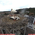 14_55-nest.jpg