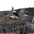 15_00-nest.jpg