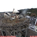 15_05-nest.jpg